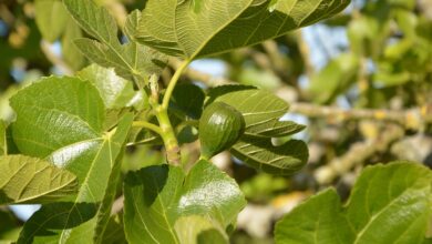 Dünger für Feigenbaum: Alles, was Sie wissen müssen