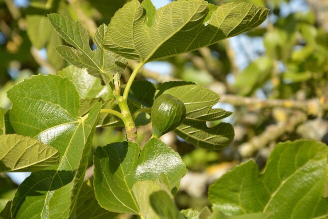 Dünger für Feigenbaum: Alles, was Sie wissen müssen