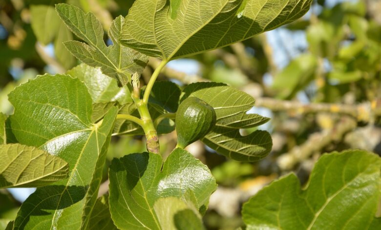 Dünger für Feigenbaum: Alles, was Sie wissen müssen