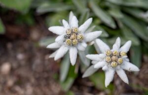 Edelweiss im Garten – pflanzen und pflegen
