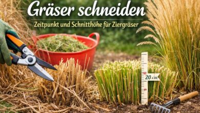 Gräser schneiden Zeitpunkt und Schnitthöhe für Ziergräser