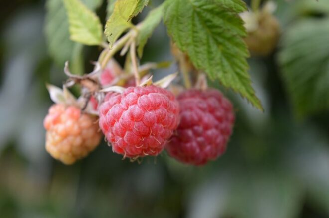 Herbsthimbeeren