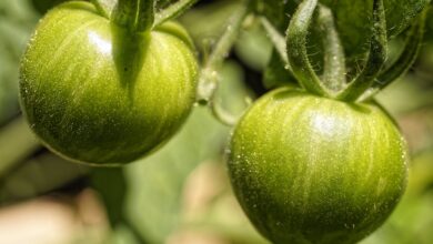 Hornspäne für Tomaten