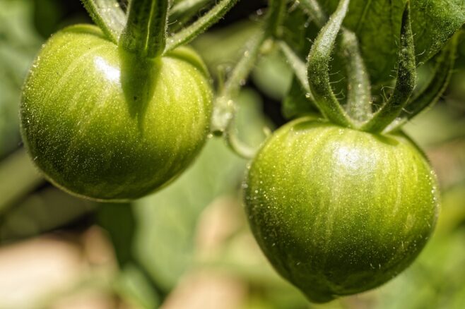 Hornspäne für Tomaten