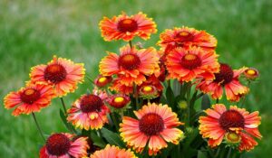 Kokardenblume – pflanzen, pflegen und Winterhärte