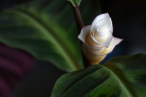 Korbmarante – pflanzen, pflegen und Vermehrung der Calathea