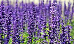 Lavendel – pflanzen, pflegen und der Nutzen