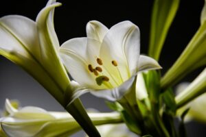 Lilien