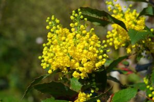 Mahonie – Pflanzung, Pflege und Vermehrung