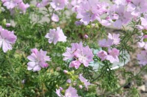 Moschusmalve – pflanzen, pflegen und Verwendung