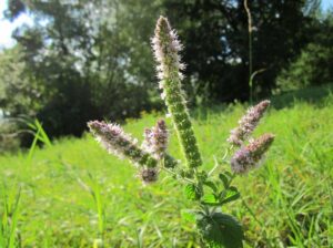 Apfelminze – pflanzen und pflegen von Mentha suaveolens