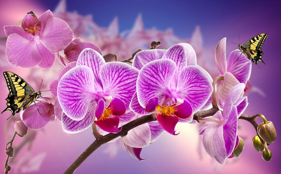 Orchideen