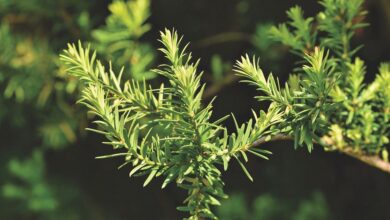 Podocarpus