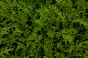 Rauke pflanzen, pflegen und ernten