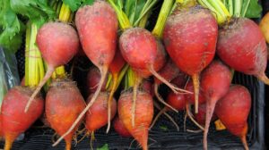 Rote Rüben pflanzen, pflegen und ernten