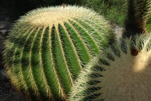 Schwiegermutterstuhl - Goldkugelkaktus (Echinocactus grusonii) Pflegeanleitung