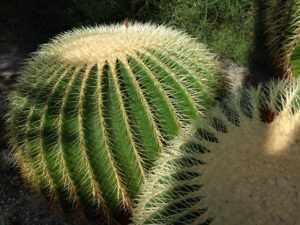 Schwiegermutterstuhl – Goldkugelkaktus (Echinocactus grusonii) Pflegeanleitung