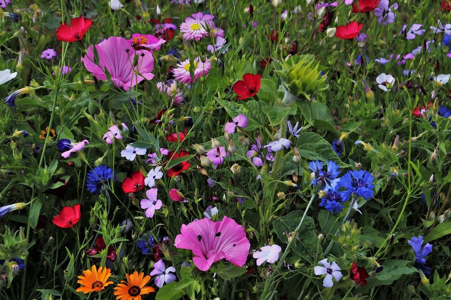 Sommerblumen