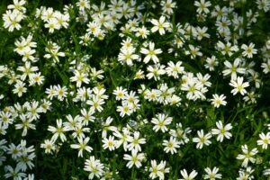 Sternblume