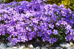 Teppichphlox