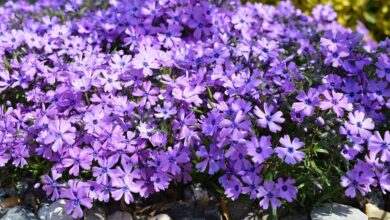 Teppichphlox