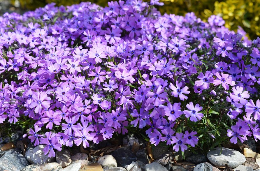 Teppichphlox