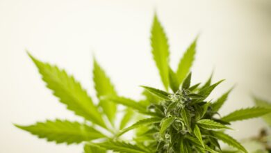 Cannabiskultivierung zu Hause: Ein legaler Schritt im Jahr 2024