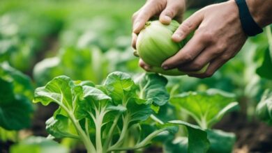 Kohlrabi mehrmals ernten? Was muss man tun?