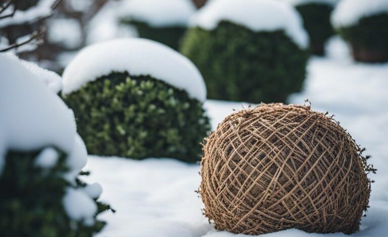 Buchsbaum im überwintern – worauf es zu achten gilt