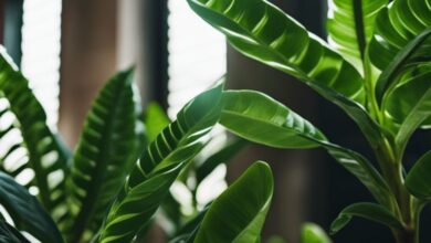 Zamioculcas, Glücksfeder - Pflege, Vermehrung und düngen
