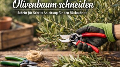 Olivenbaum schneiden Schritt für Schritt Anleitung für den Rückschnitt