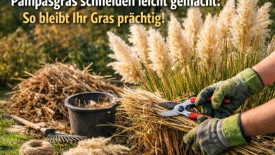 Pampasgras schneiden leicht gemacht