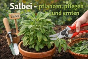 Salbei – pflanzen, pflegen und ernten