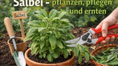 Salbei pflanzen pflegen und ernten