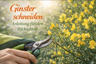Ginster schneiden Anleitung für den Rückschnitt