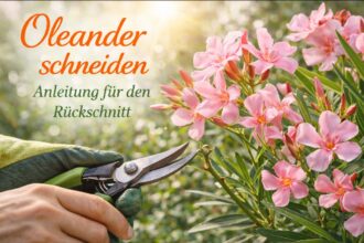 Oleander Schneiden Anleitung für den Rückschnitt