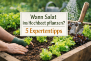 Wann Salat ins Hochbeet pflanzen? 5 Expertentipps 1