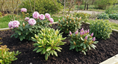 6 Gehölze, die Sie im März unbedingt düngen müssen