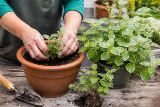 Eine panaschierte Ananasminze wird in einen Topf mit frischer Erde gepflanzt
