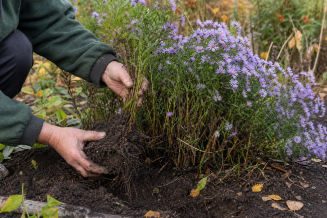 Eine blühende Gartenaster wird im Herbst geteilt und für das Umpflanzen vorbereitet [Bildinhalt mit KI erstellt]