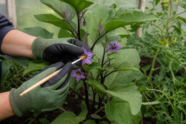 Auberginenblüten werden in einem Gewächshaus vorsichtig mit einem weichen Pinsel bestäubt [Bildinhalt mit KI erstellt]