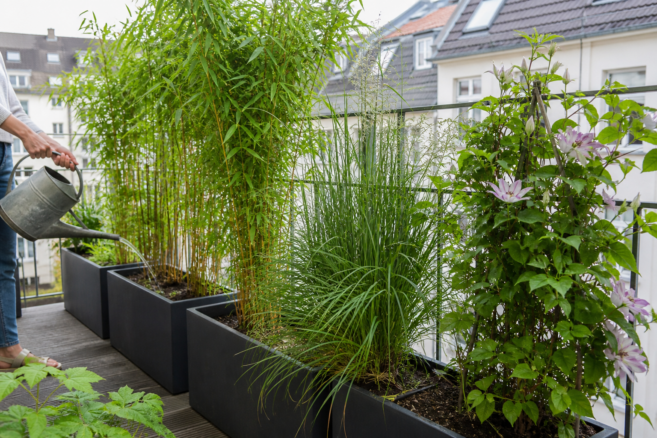 Bambus, Ziergräser und Clematis bilden in großen Pflanzkübeln einen grünen Balkonsichtschutz