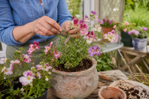 Bauernorchidee pflanzen, pflegen und zur langen Blüte bringen [Bildinhalt mit KI erstellt]