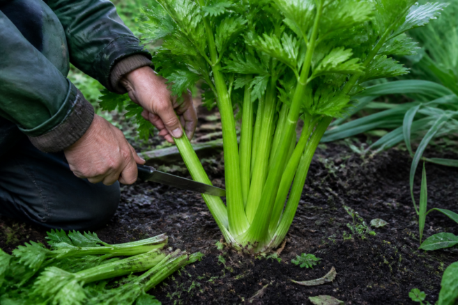 Äußere Stangen werden von einer gesunden Selleriepflanze im Beet abgeschnitten [Bildinhalt mit KI erstellt]