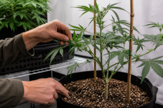 Eine Cannabispflanze wird in einem kontrollierten Innenraum sorgfältig gepflegt [Bildinhalt mit KI erstellt]