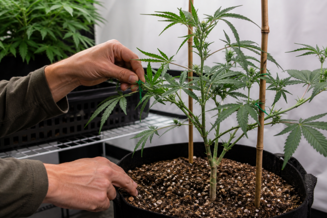 Eine Cannabispflanze wird in einem kontrollierten Innenraum sorgfältig gepflegt [Bildinhalt mit KI erstellt]