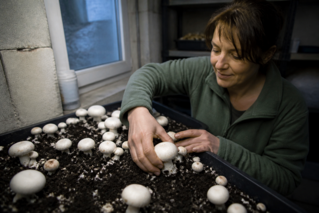 Weiße Champignons werden aus einer Anzuchtschale mit Kompost geerntet [Bildinhalt mit KI erstellt]