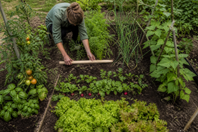 Ein vielfältiges Gemüsebeet kombiniert Tomaten, Salat, Radieschen, Zwiebeln und Bohnen [Bildinhalt mit KI erstellt]