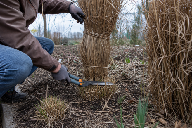 Gebündeltes trockenes Ziergras wird im Spätwinter bodennah zurückgeschnitten [Bildinhalt mit KI erstellt]