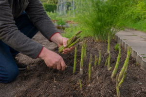 Grüner Spargel pflanzen, pflegen & ernten: Der ultimative Ratgeber